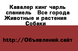 Кавалер кинг чарль спаниель - Все города Животные и растения » Собаки   